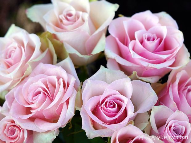 鲜切花养护小妙招(图1) 鲜切花养护小妙招(图1)