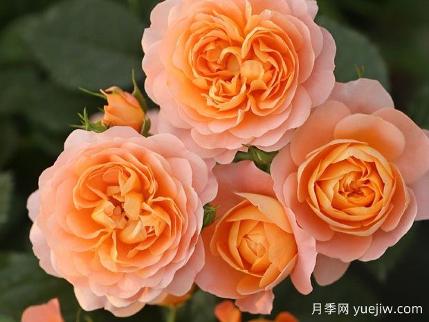 超级耐寒的5个月季品种,开花就看它们了(图1) 超级耐寒的5个月季品种,开花就看它们了(图1)