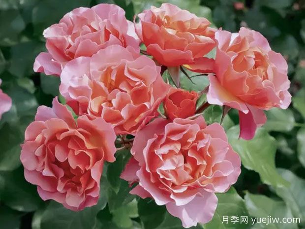 让考克托月季/让谷克多月季(图1)