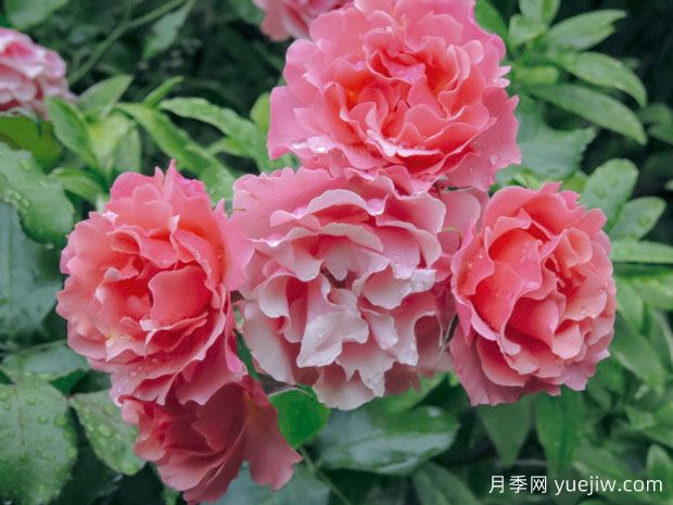 让考克托月季/让谷克多月季(图2)