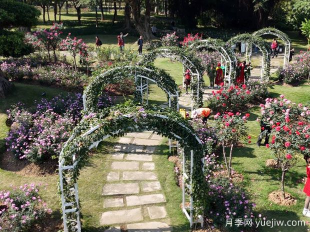 南宁南湖公园新年花季开展,2万株月季盛放香飘满园(图1) 南宁南湖公园新年花季开展,2万株月季盛放香飘满园(图1)