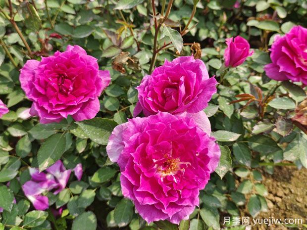 推荐10款适合新手的月季品种,高颜值还好养(3) 推荐10款适合新手的月季品种,高颜值还好养(图3)