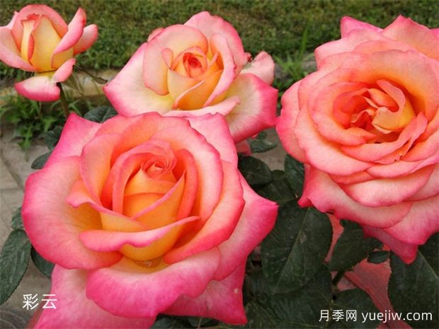 绿化工程必备,八大类型月季在绿化中的运用!(图1) 绿化工程必备,八大类型月季在绿化中的运用!(图1)