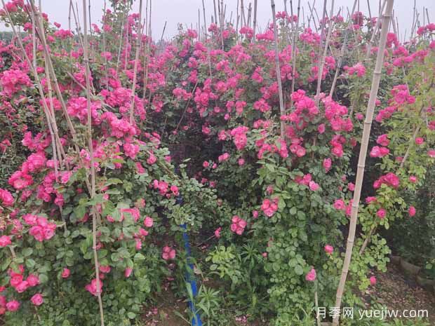 绿化工程必备,八大类型月季在绿化中的运用!(图3) 绿化工程必备,八大类型月季在绿化中的运用!(图3)
