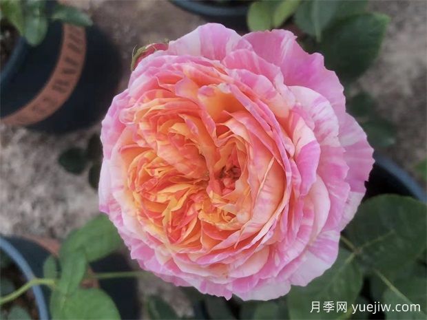 两广“耐热三宝”月季是什么?南方花友都种它们(2) 两广“耐热三宝”月季是什么?南方花友都种它们(图2)