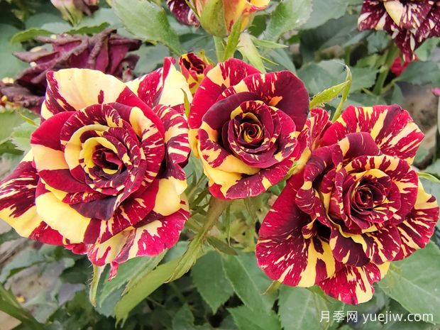 开花丑到哭!这6种月季花劝你不要买(1) 开花丑到哭!这6种月季花劝你不要买(图1)