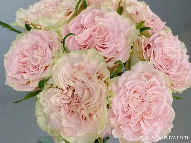 上官婉儿月季(图2) 上官婉儿月季(图2)