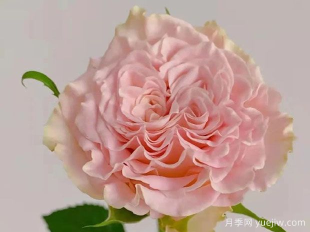 上官婉儿月季(图1) 上官婉儿月季(图1)