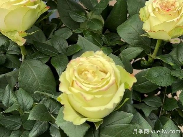 催眠术月季(图1) 催眠术月季(图1)