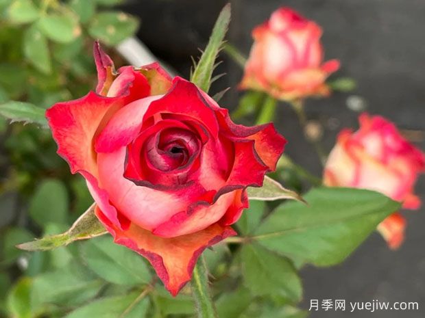 沙皇月季(图1) 沙皇月季(图1)