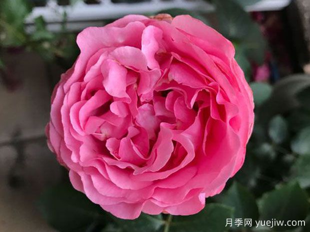 伊芙卡隆月季(图1)