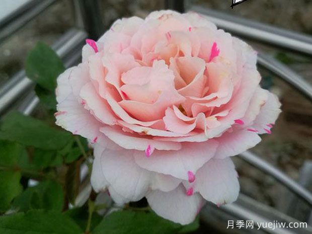 伊芙银色月季/伊芙席尔瓦(图1)