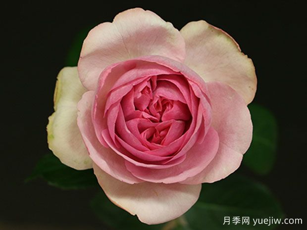 伊芙桃色月季(图1) 伊芙桃色月季(图1)
