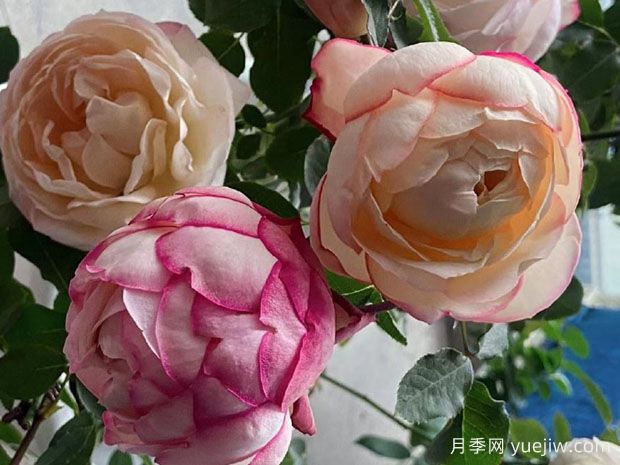 伊芙古典香水月季(图1)