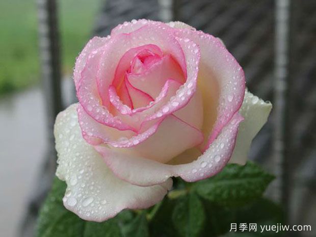 快乐之源月季/乐之源(图2) 快乐之源月季/乐之源(图2)