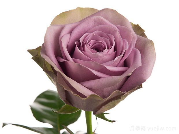 紫荆城月季/紫禁城/罗马新娘/皇冠(图2) 紫荆城月季/紫禁城/罗马新娘/皇冠(图2)