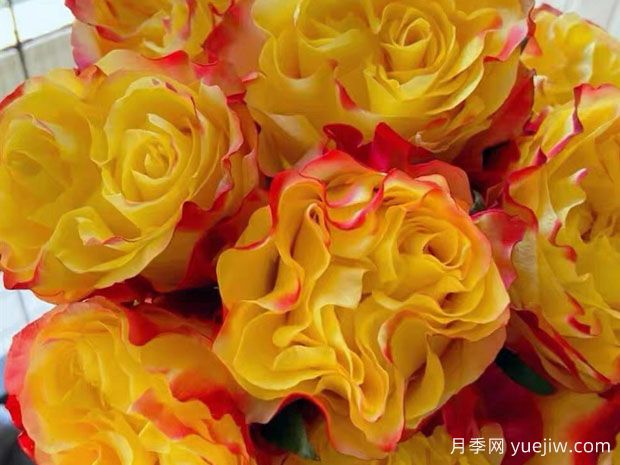 胜利女神月季(图2)