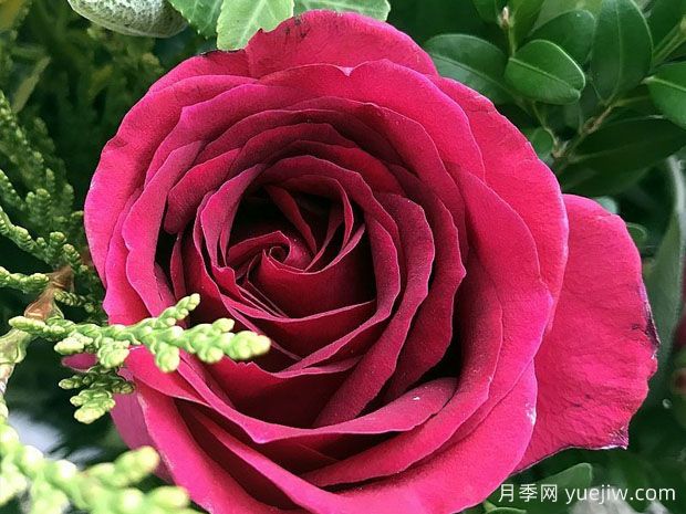 波梅罗红酒月季/哈拉尔德沃尔法特(图2) 波梅罗红酒月季/哈拉尔德沃尔法特(图2)