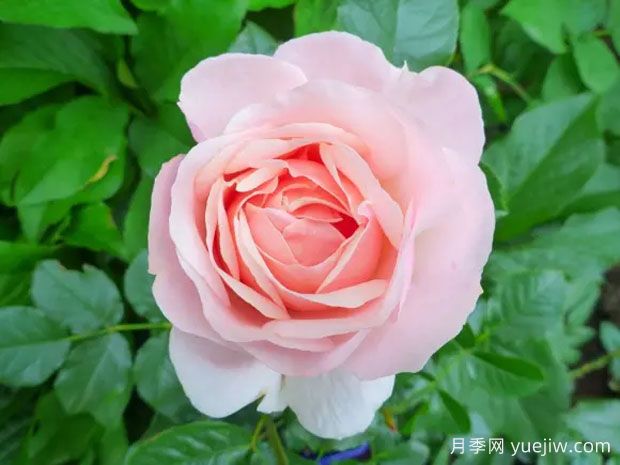 杜乐丽花园月季(图2) 杜乐丽花园月季(图2)