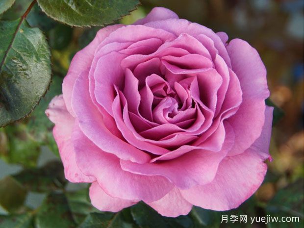 卡罗莱纳少女月季(图1) 卡罗莱纳少女月季(图1)