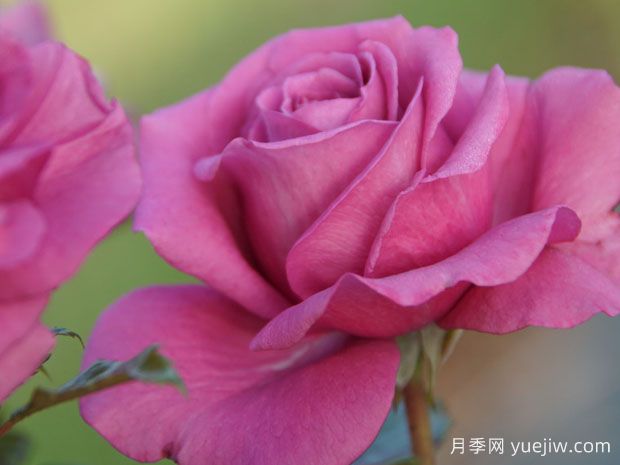 卡罗莱纳少女月季(图2) 卡罗莱纳少女月季(图2)