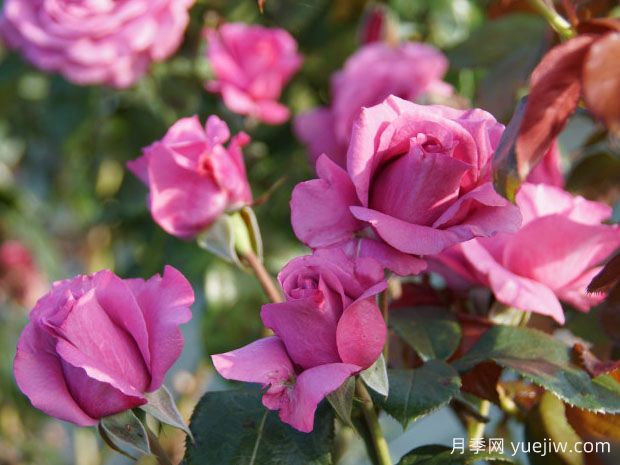 卡罗莱纳少女月季(图3) 卡罗莱纳少女月季(图3)