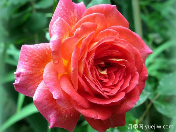 金红芬芳月季/格拉斯香水(图1) 金红芬芳月季/格拉斯香水(图1)