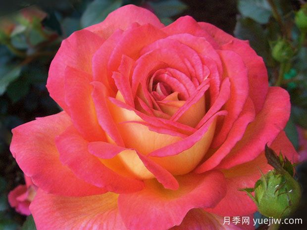 金红芬芳月季/格拉斯香水(图2) 金红芬芳月季/格拉斯香水(图2)