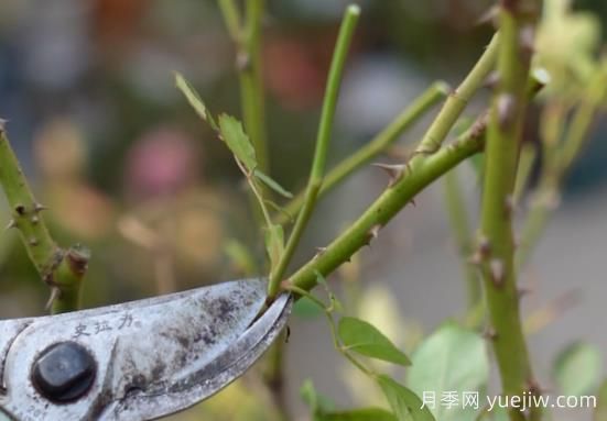 冬季修剪全掌握之灌木月季怎么剪？(图1)