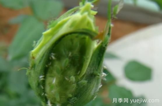 9种常见的月季病虫害,症状与防治都在这里(图2) 9种常见的月季病虫害,症状与防治都在这里(图2)