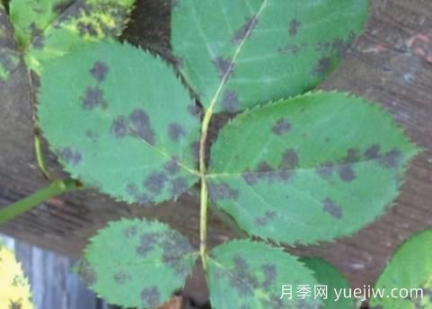 9种常见的月季病虫害,症状与防治都在这里(图3) 9种常见的月季病虫害,症状与防治都在这里(图3)