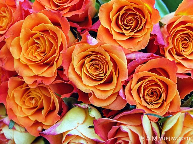 送人玫瑰花有什么讲究？(图1)