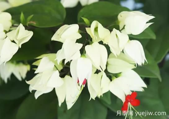 龙吐珠的生长习性和养殖注意事项(图1) 龙吐珠的生长习性和养殖注意事项(图1)