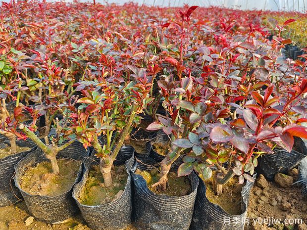 月季花总是养不活?学会简单养护,连开几个月(图1) 月季花总是养不活?学会简单养护,连开几个月(图1)