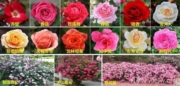 北京林业大学张启翔团队选育月季新品种推广15省区(图1) 北京林业大学张启翔团队选育月季新品种推广15省区(图1)