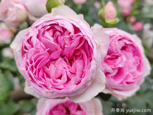 害怕花刺，推荐10种无刺少刺又仙气十足的月季品种(图6)