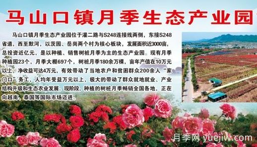 月季产地：南阳内乡马山口镇(图1)