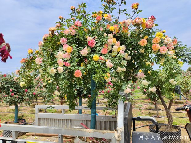 闻花识月季，月季分类与文化(图3)