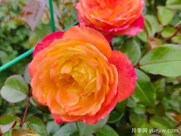 中国月季的魅力,看南阳月季的种类(图1) 中国月季的魅力,看南阳月季的种类(图1)