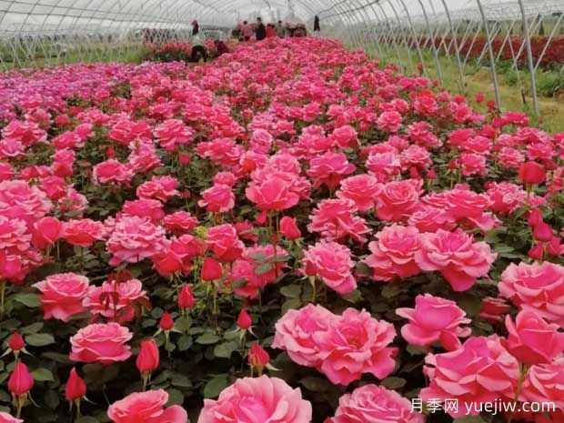 中国月季的魅力,看南阳月季的种类(图4) 中国月季的魅力,看南阳月季的种类(图4)