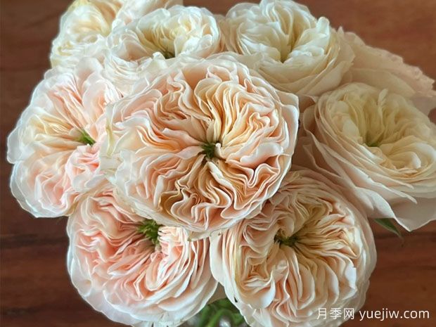 斯坦利修道院月季(图1)