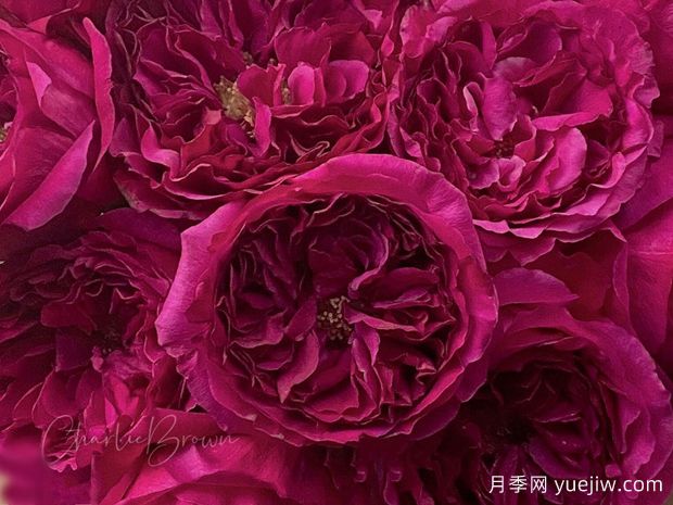 珂斯公主月季/岸岸公主(图1) 珂斯公主月季/岸岸公主(图1)