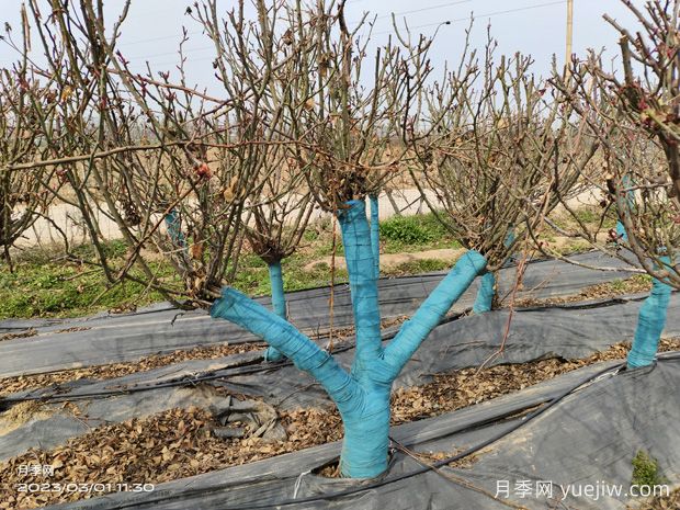 冬季园林植物修剪原则及注意事项有哪些(图1) 冬季园林植物修剪原则及注意事项有哪些(图1)