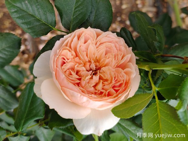 推荐7款经典月季品种，勤花好养(图2)