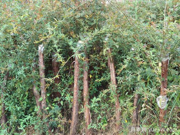 山木香(图2) 山木香(图2)