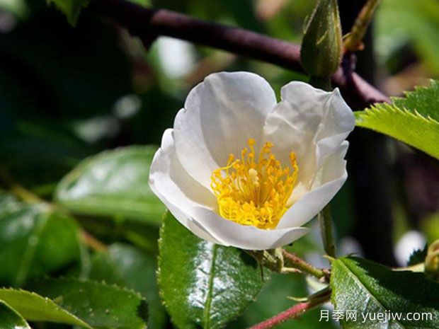 山木香(图4) 山木香(图4)