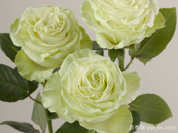 芥末月季(图1) 芥末月季(图1)