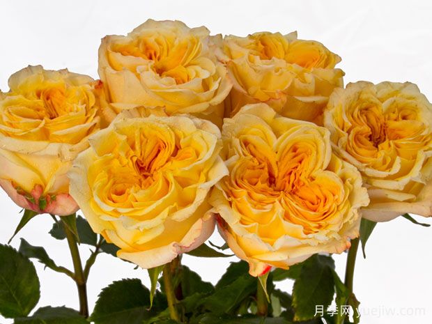 婚礼激情月季Wedding X-Pression(图1)