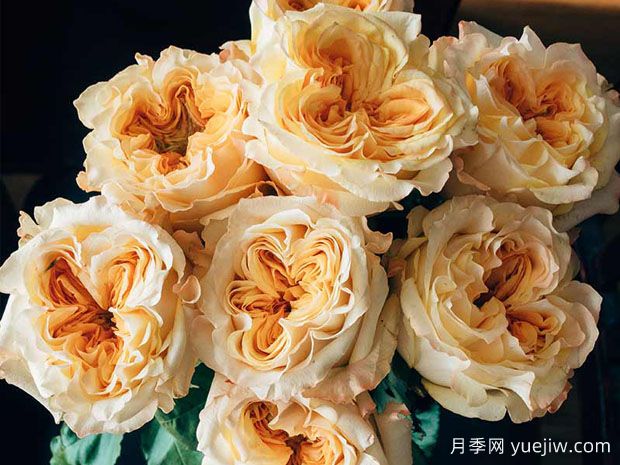 婚礼激情月季Wedding X-Pression(图2)