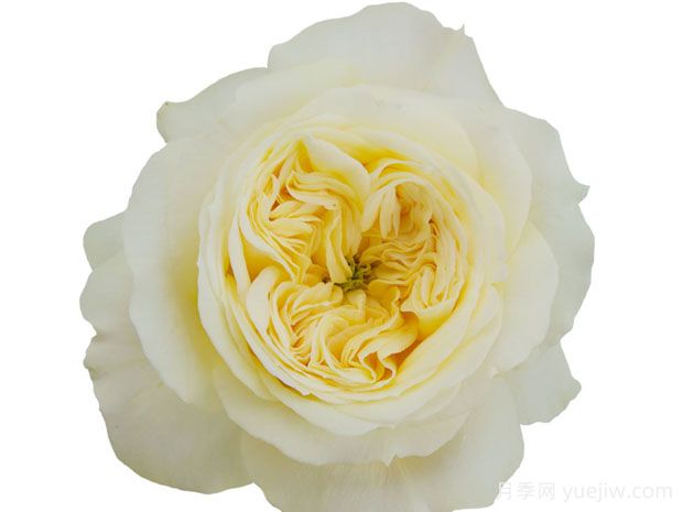 说服月季/信念/黄贵妃(图1)